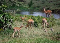 Parc national d’Arusha 
