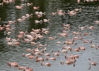 Parc national d’Arusha 