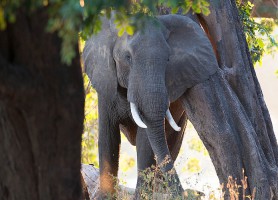 Parc national de Mana Pools : une grandeur nature