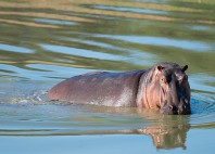 Parc national de Mana Pools 