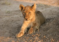 Parc national de Mana Pools 