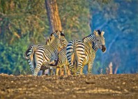 Parc national de Mana Pools 