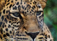 Parc national de Nairobi 