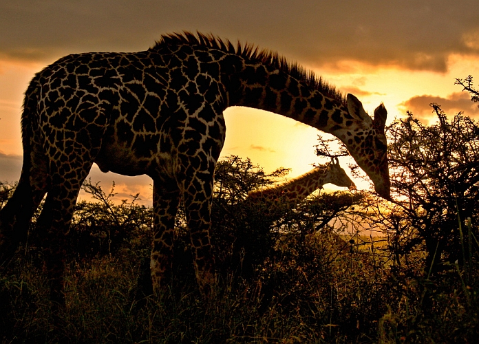 Parc national de Nairobi : un chef-d’œuvre naturel unique au monde