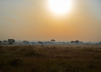 Parc national de Nairobi 