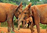 Parc national de Nairobi 