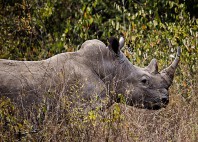 Parc national de Nairobi 