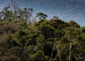 Parc national de Ranomafana : un joyau de l’océan Indien
