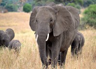 Parc national de Tarangire 