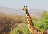 Parc national de Tarangire 