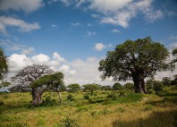 Parc national de Tarangire 