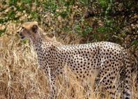 Parc national de Tarangire 