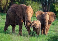 Parc national de Tsavo East 