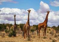 Parc national de Tsavo East 
