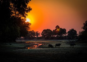 Parc national du sud Luangwa : un site incontournable