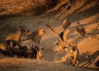 Parc national du sud Luangwa 