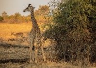 Parc national du sud Luangwa 