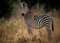 Parc national du sud Luangwa 