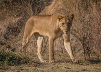 Parc national du sud Luangwa 