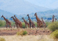 Parc national du lac Manyara 