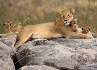 Parc national du lac Manyara 