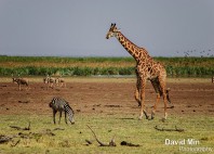 Parc national du lac Manyara 