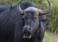 Parc national du mont Kenya 