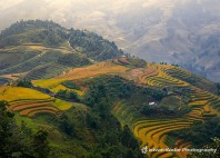 Sapa 