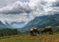 Sapa 