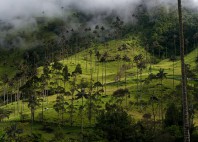 Vallée de Cocora 