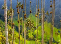 Vallée de Cocora 