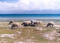 Lac Yssyk Koul 