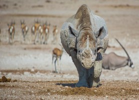 Parc national d’Etosha : un lieu de découvertes fabuleuses