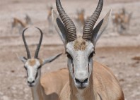 Parc national d’Etosha 