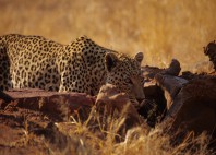 Parc national d’Etosha 