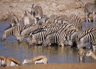 Parc national d’Etosha 