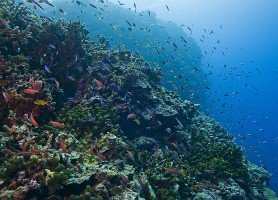 Récif de Tubbataha : un merveilleux spectacle marin
