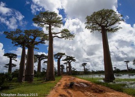 Allée des Baobabs : une charmante rue extraordinaire