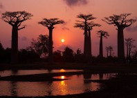 Allée des Baobabs 
