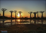 Allée des Baobabs 
