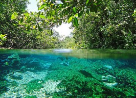 Bonito : des eaux aussi pures que le cristal