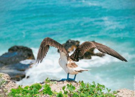 Isla de la plata : la passionnante île du Pacifique