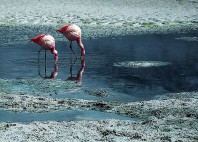 Laguna Hedionda 