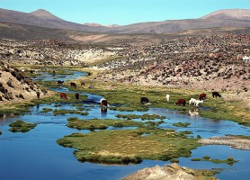 Parc national Lauca : le sublime au superlatif