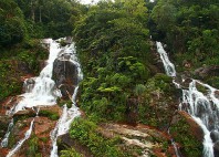 Parc de Podocarpus 