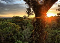 Parc national Yasuni 