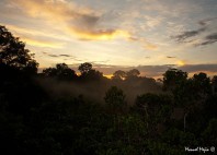 Parc national Yasuni 