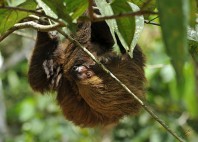 Parc national Yasuni 
