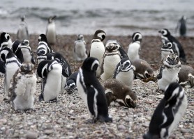 Punta Tombo : plus qu’une réserve, un symbole de beauté