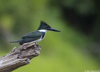 Reserva Nacional Pacaya-Samiria 